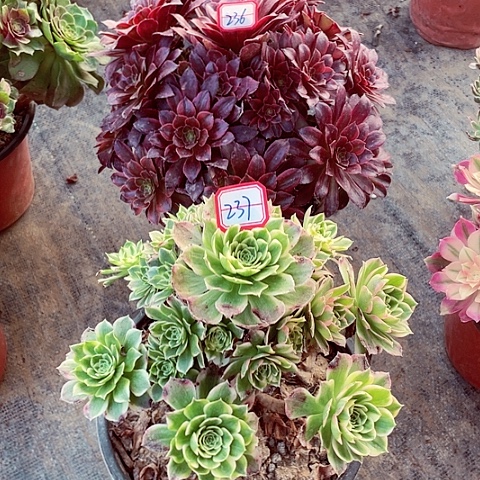 组合多肉法师236，237号