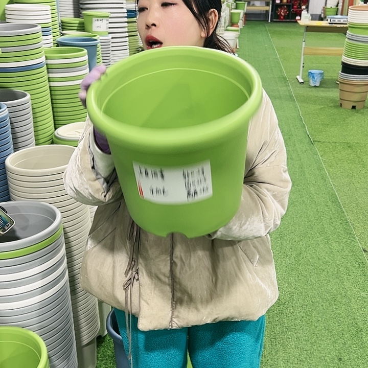 特价5号四季口29高24.5果绿5只无托