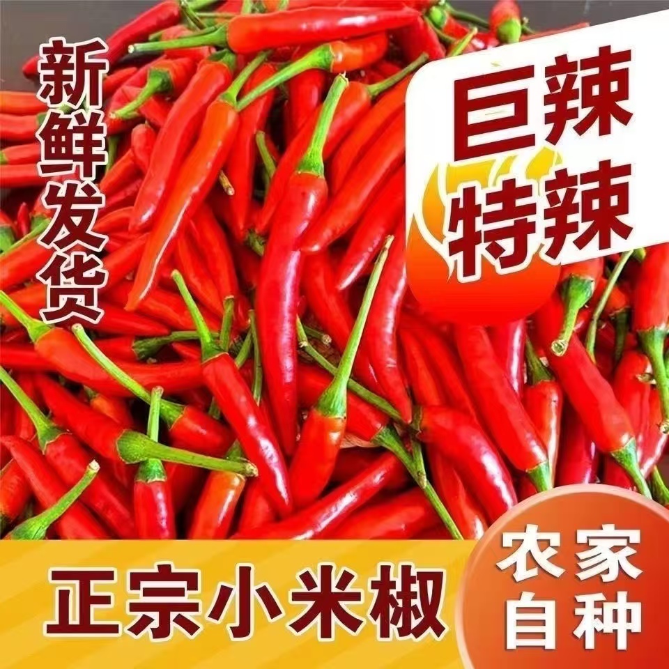 新鲜现摘四川特辣小米辣椒可泡椒剁椒的蔬菜辣