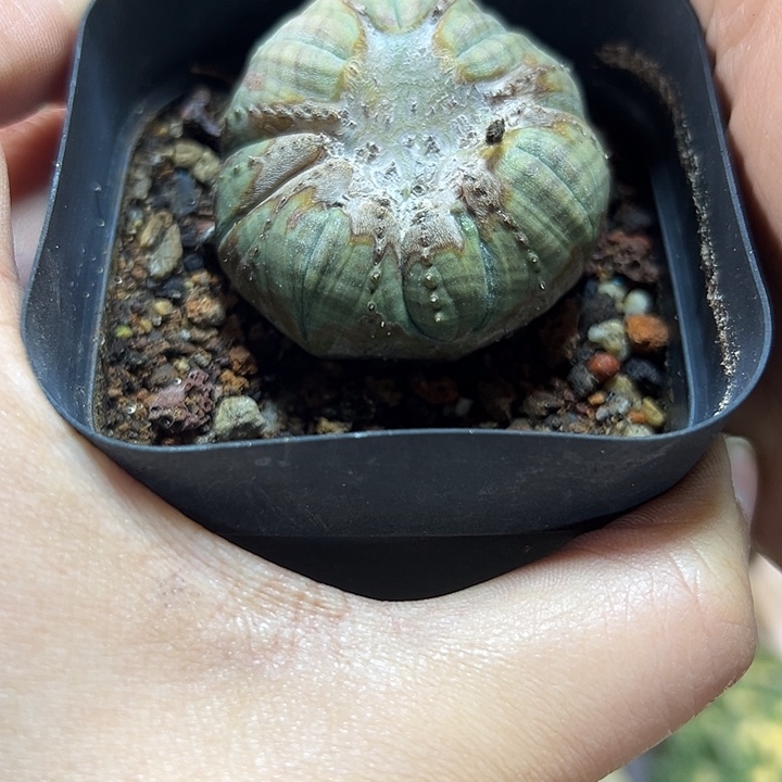 124号实生欧布怪布4.4公分