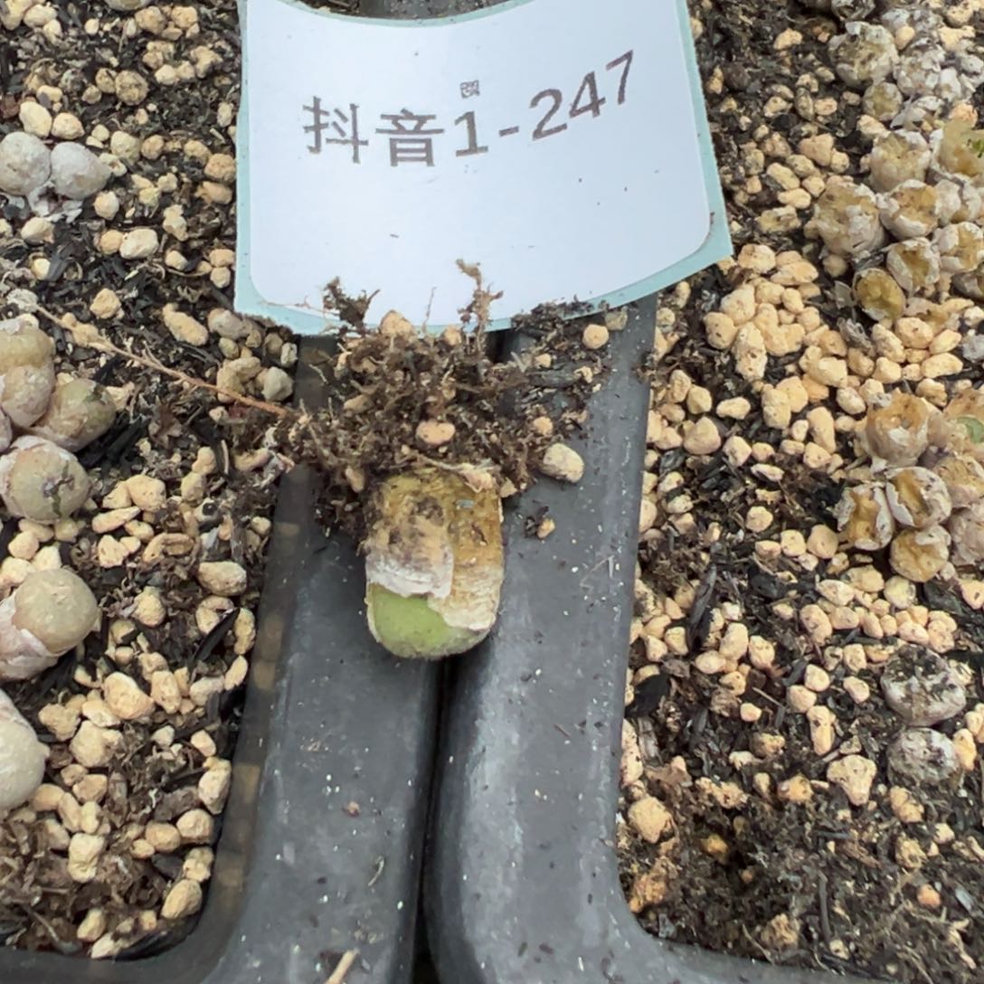 1-247量拍河马肉锥一颗