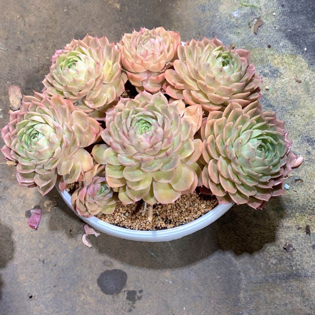 木***贝多肉植物老大群一个