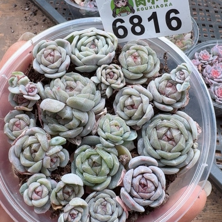 多肉植物多肉植物