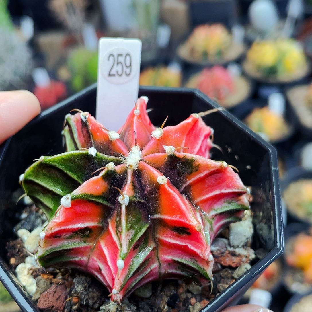 非偏远地区满25发货仙人球