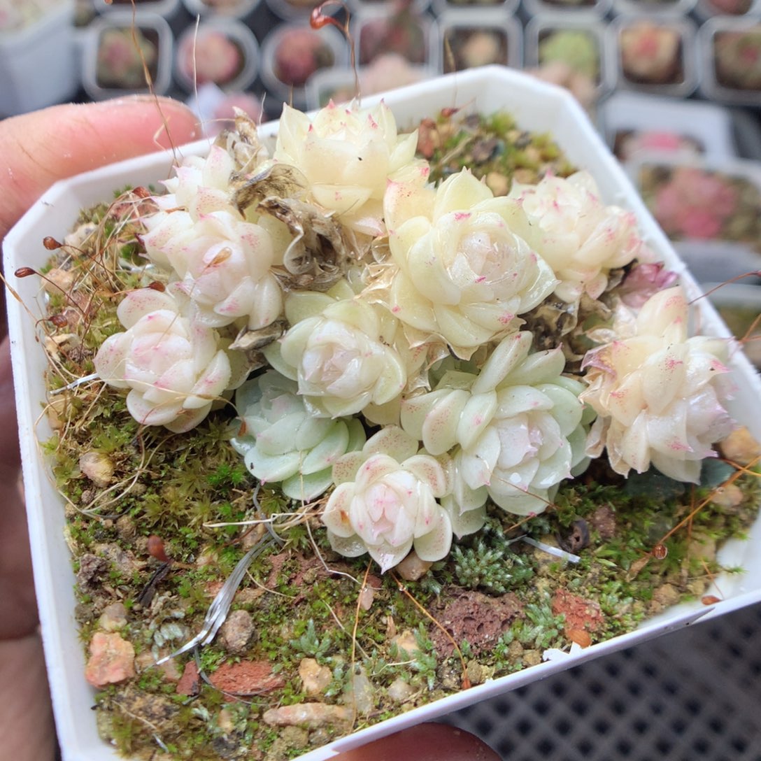 无花朵S114。yyyyyyy