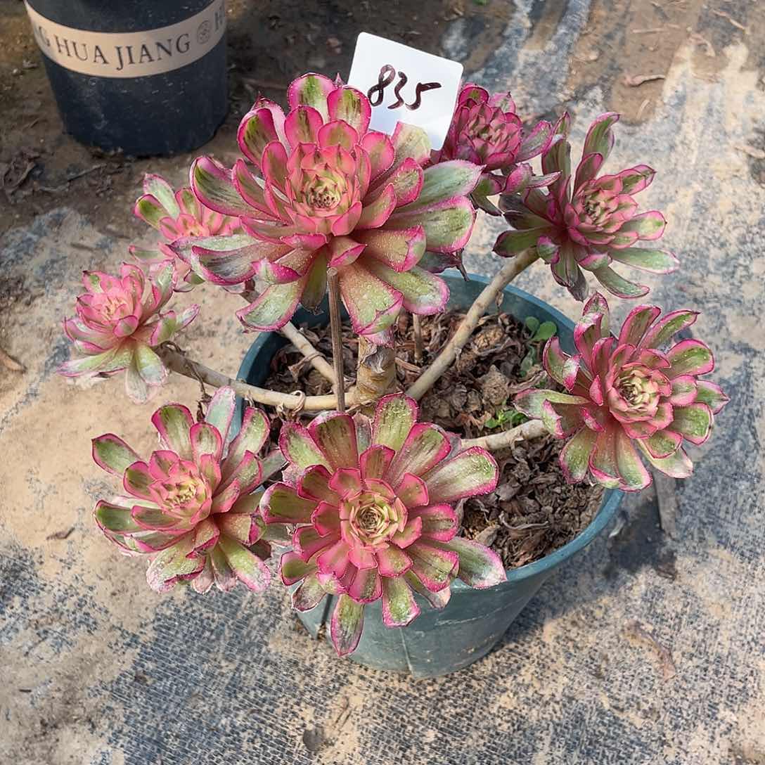835法师植物白月光