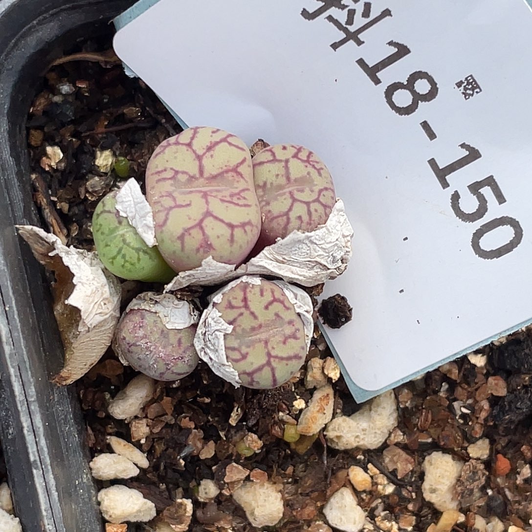 18-150青姬多肉植物