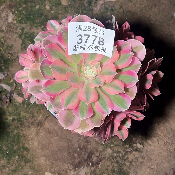 3778粉女巫多肉植物