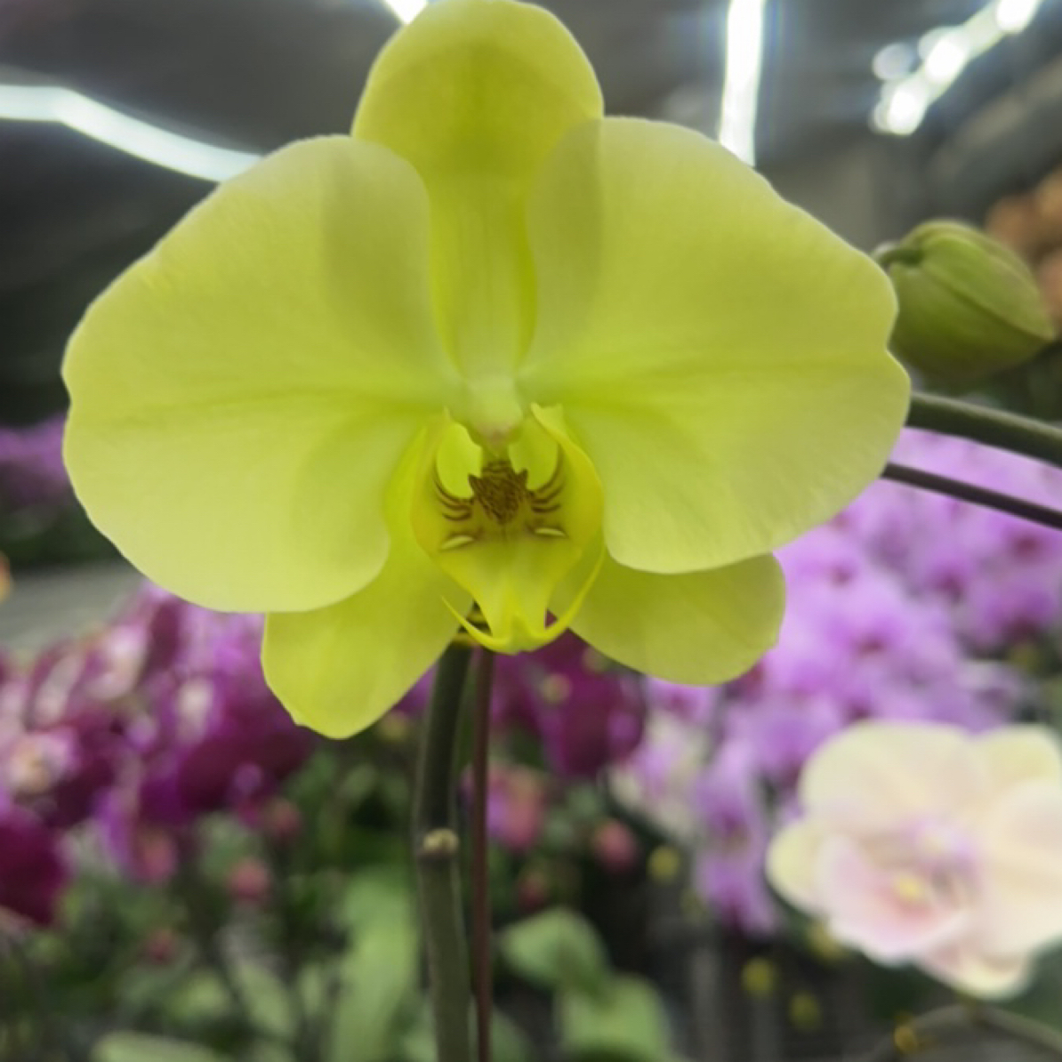 【九五之尊】3.5寸 带花带花苞