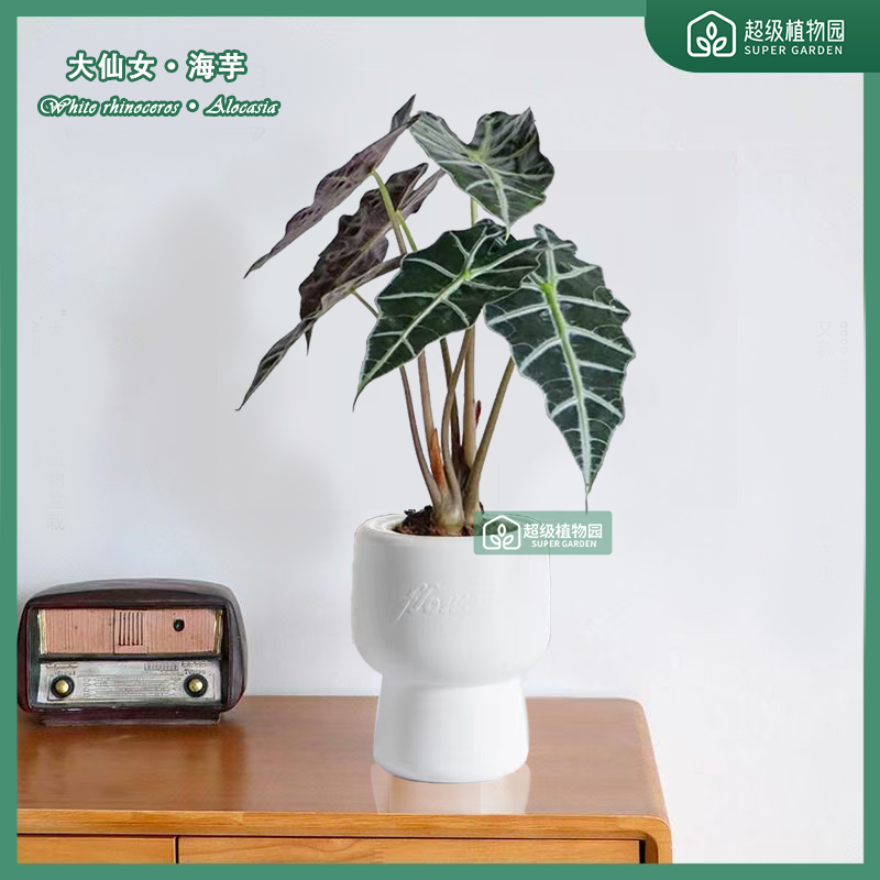 大仙女海芋观音莲植物盆栽客厅阳台盆景好养耐看绿植25-35cm