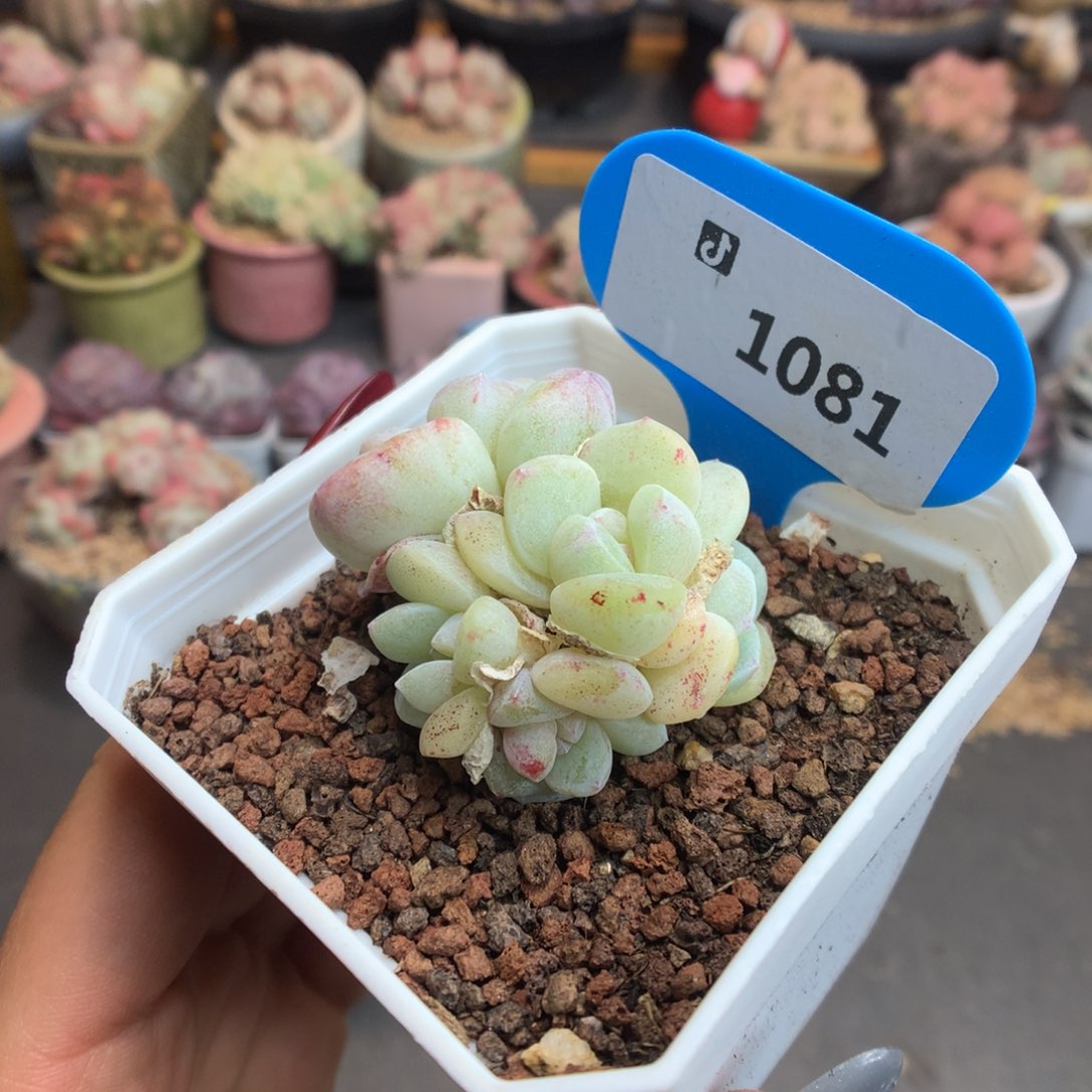 R***.1081特价多肉植物