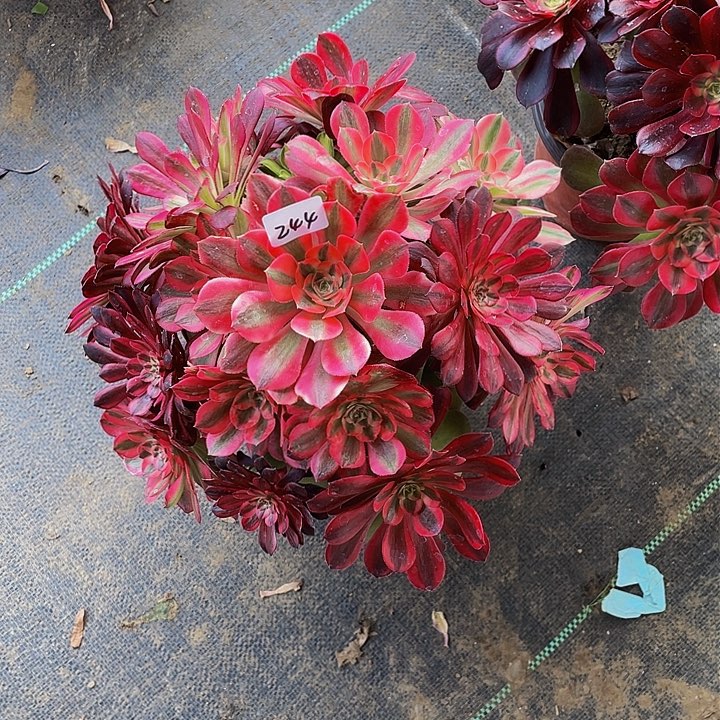 风*架接法师一个244号