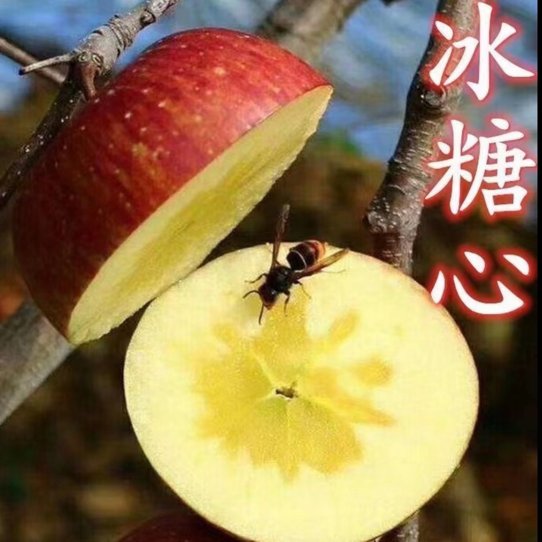 新品种苹果树苗冰糖心红富士苹果树鲁丽瑞雪晚熟脆甜南北均可种植