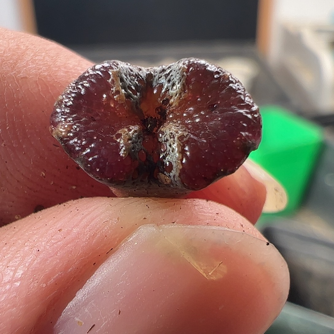 一物一拍。       244