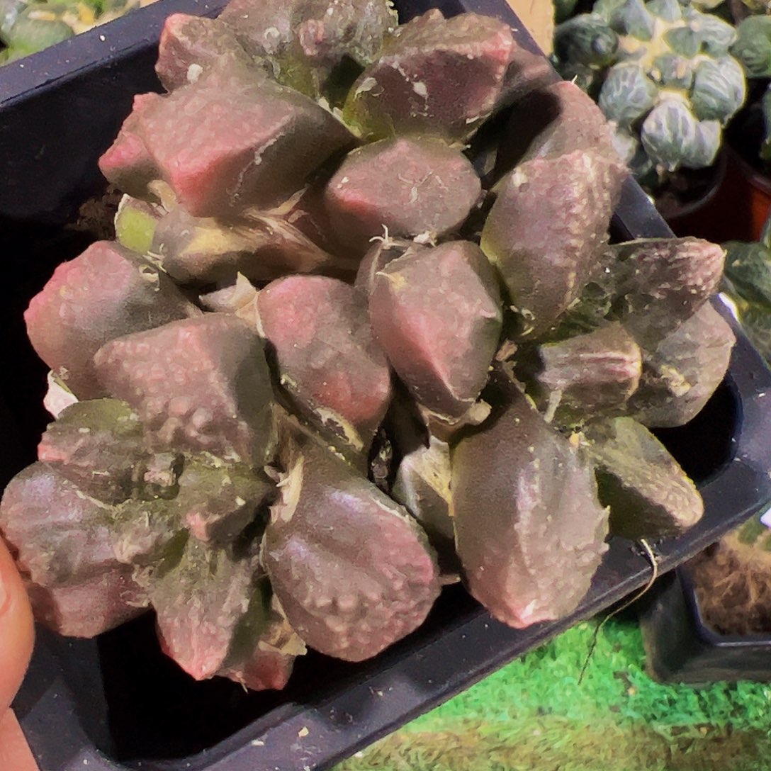 无花朵三头紫肌龟甲球缺水144