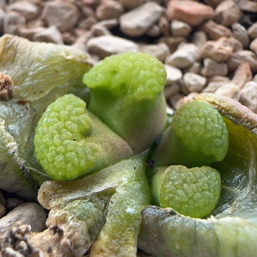 2.9.24/紫体雪花奶瓶磁铁