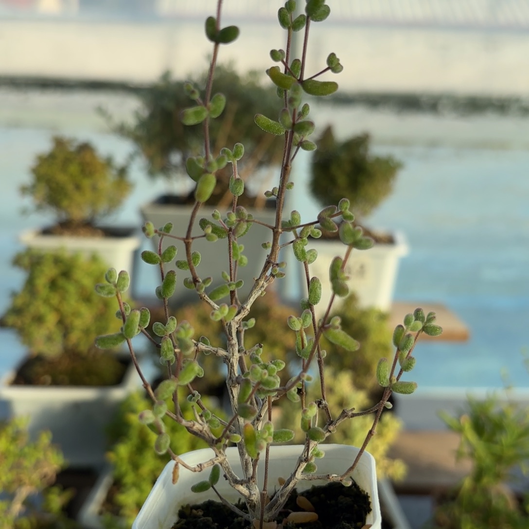 660白虎斑锦枝干福路利