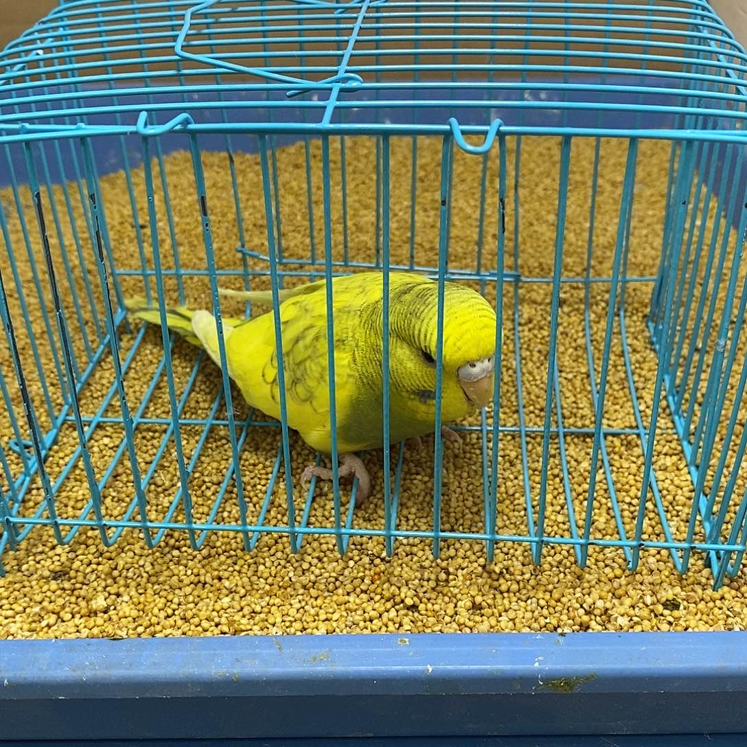 虎皮鹦鹉大头虎皮