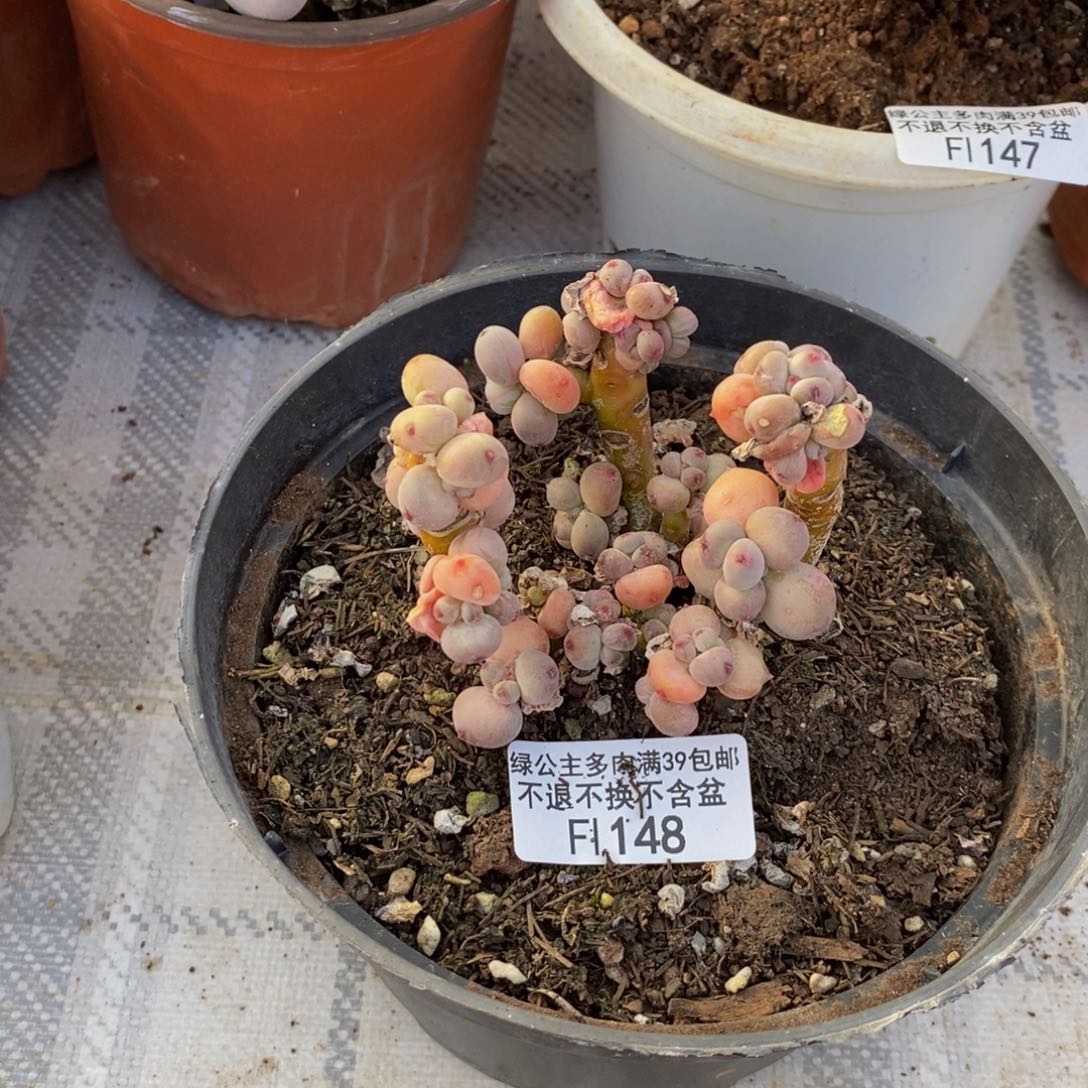 148苹果奶四代多肉7c m