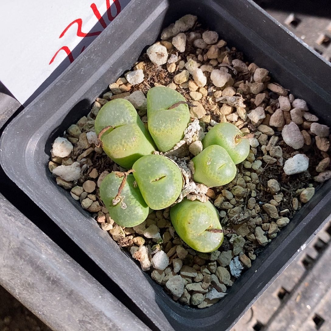 2318。   流苏玉。  