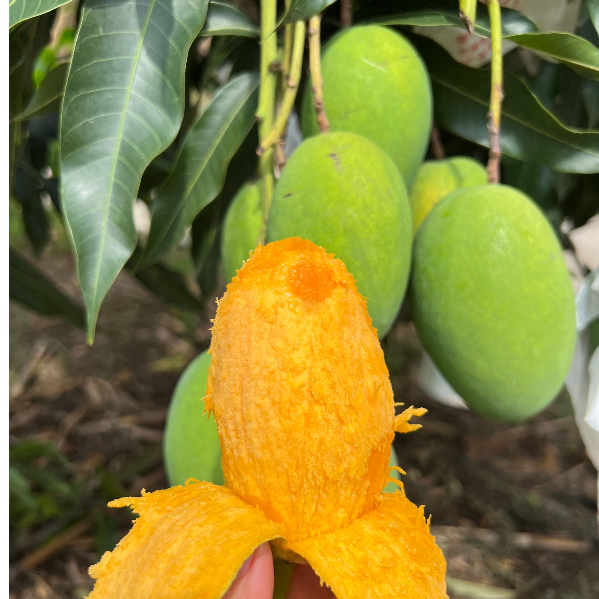 【放软食用】攀枝花米易椰香芒果小果新鲜应季采摘香甜无丝鲜嫩多汁