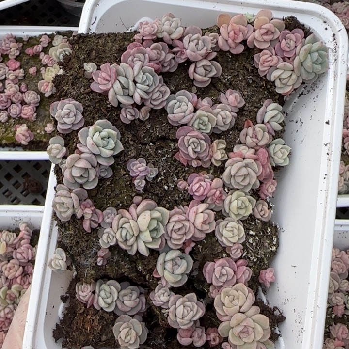 7号王者系列种播苗一盒