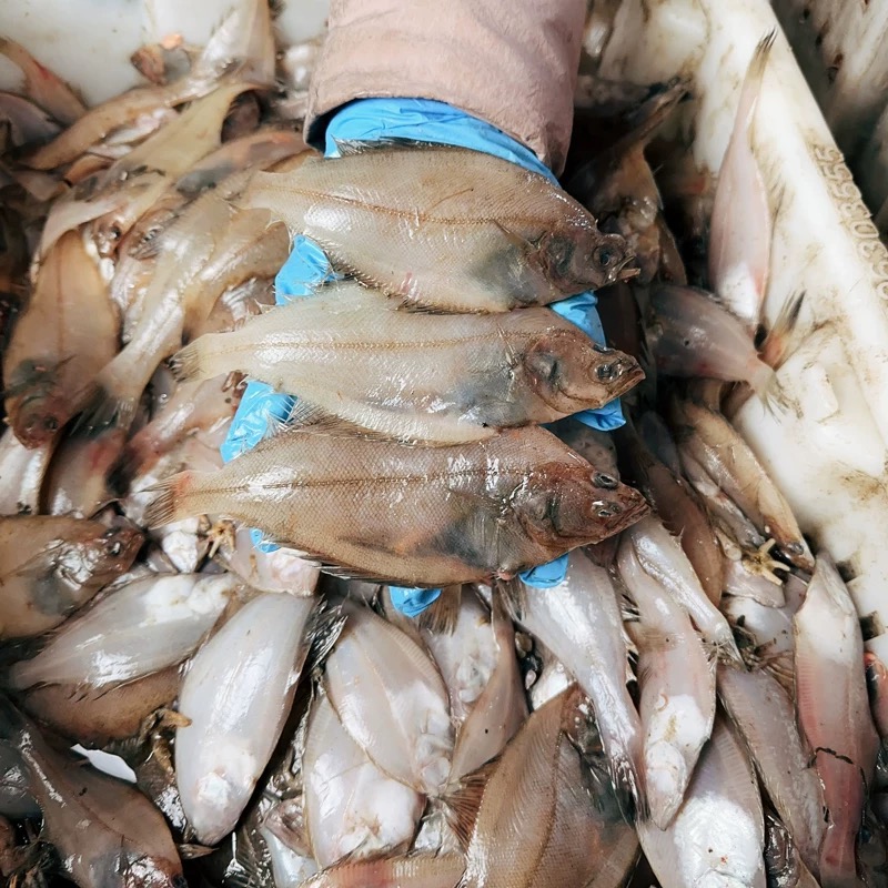 【顺丰包邮】威海本地野生长勃鱼偏口鱼（黄色皮）净重4斤顺丰发货