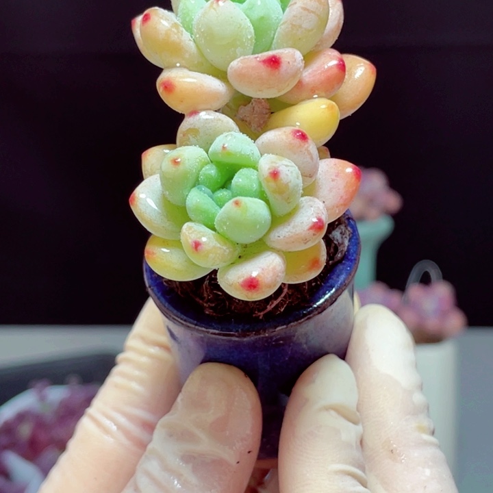 罗琦样品1颗带陶瓷盆8号