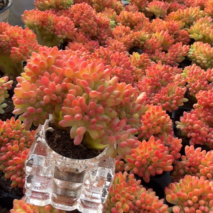 春萌缀。 两颗。         