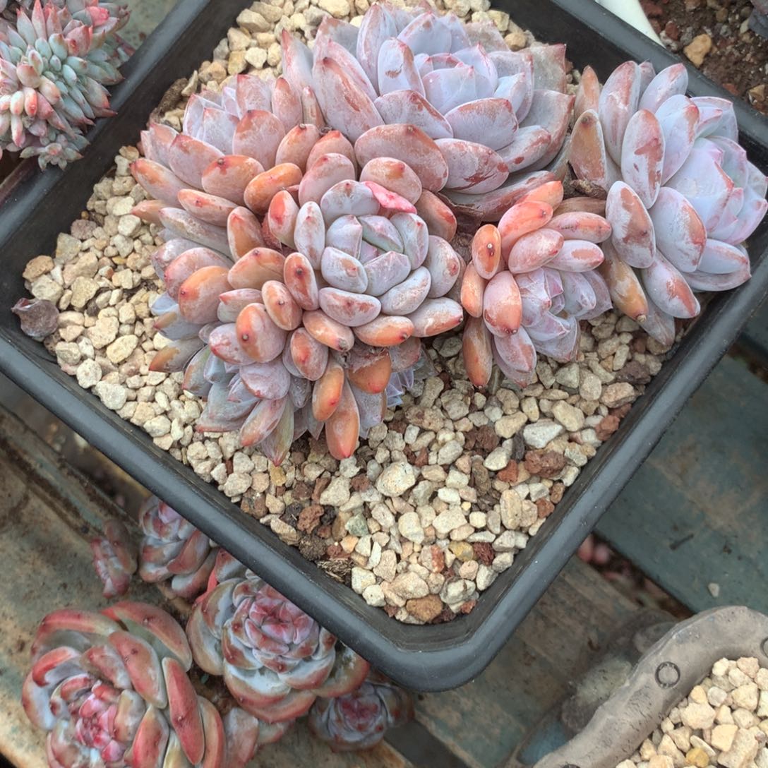 无花朵哈哈哈哈哈哈哈哈哈13