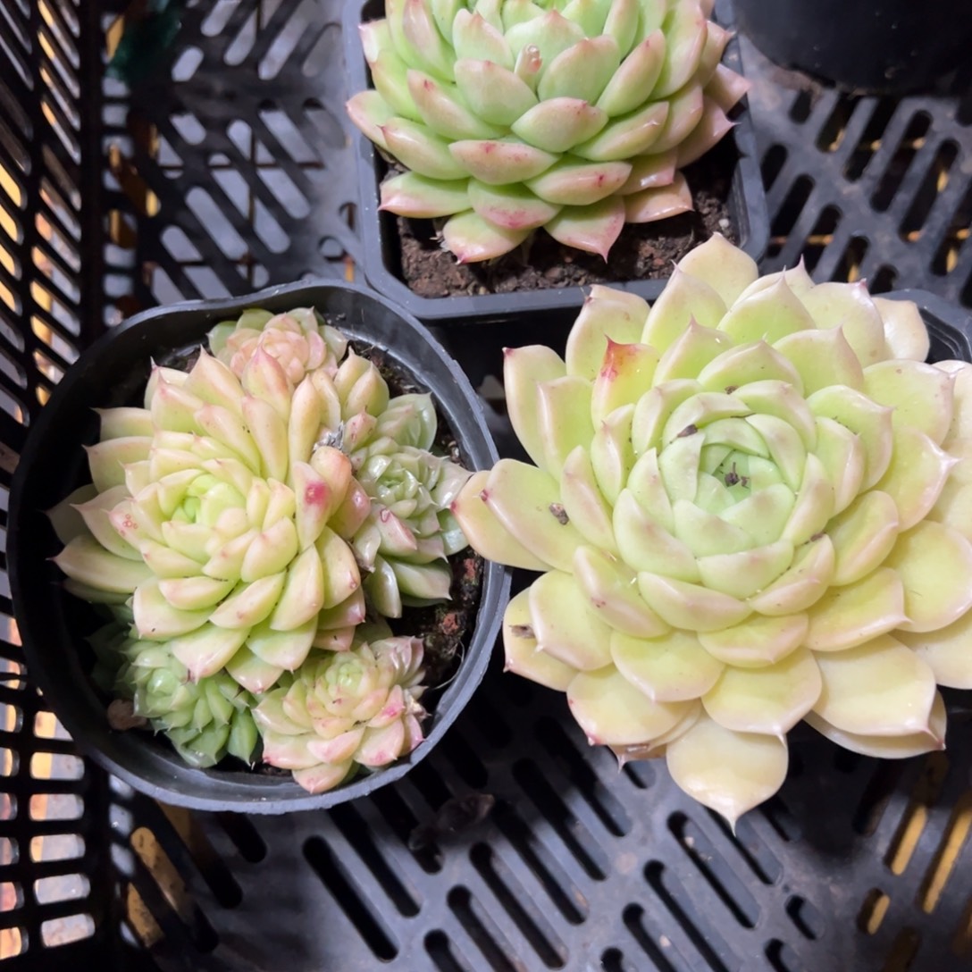 加***2多肉植物三个组合