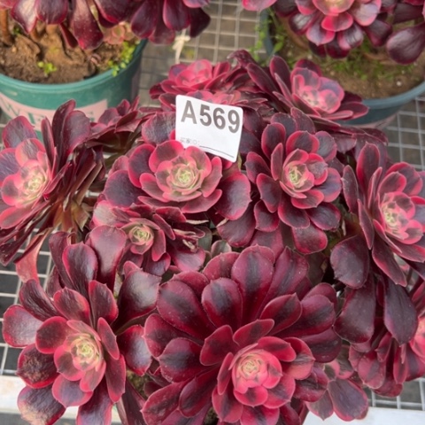 569凤冠30厘米左右