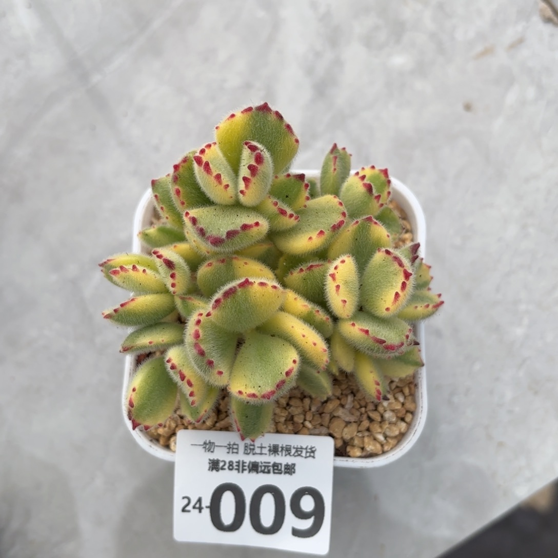 白熊多肉多肉多肉