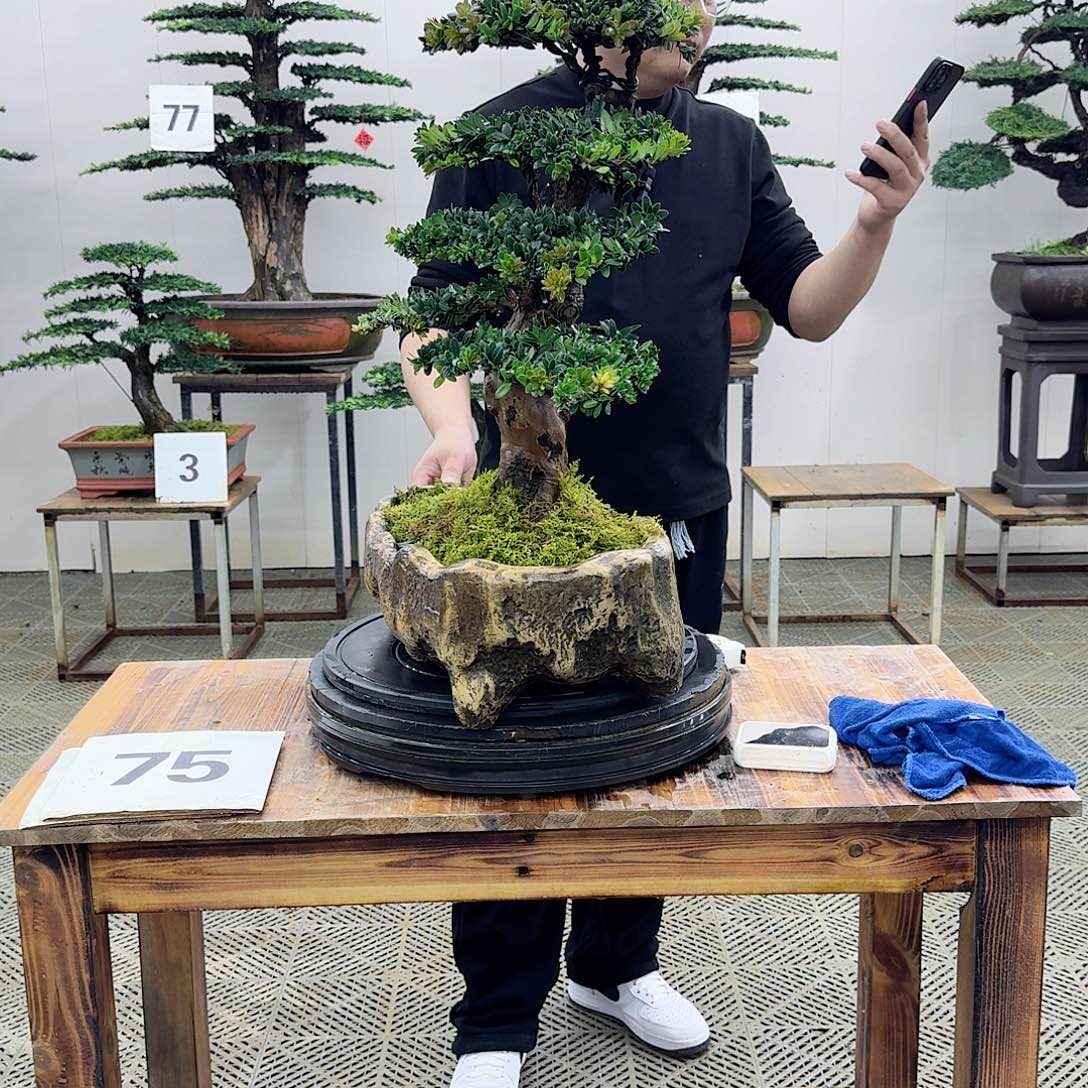 盆景罗汉松造型盆景