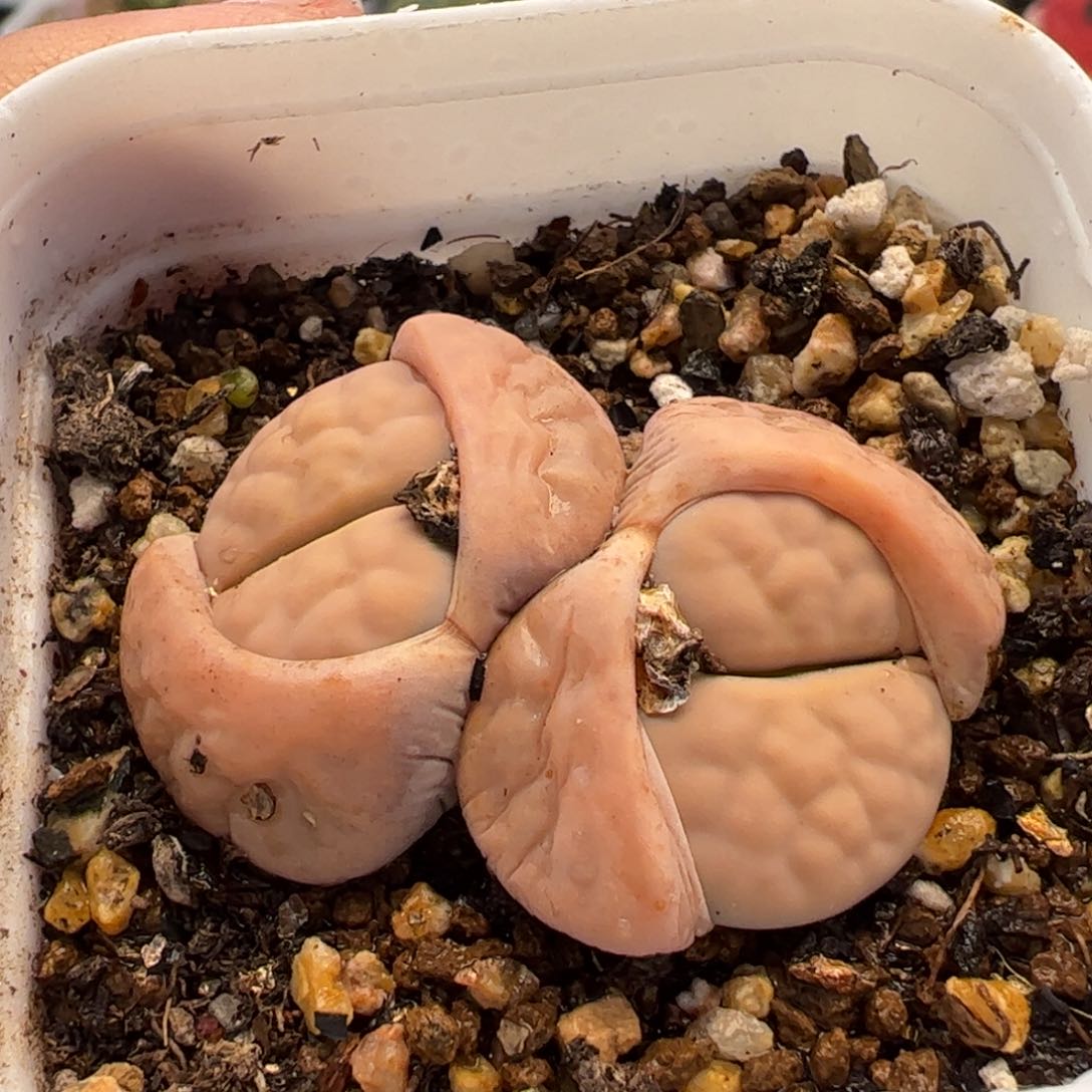 852多肉植物百科