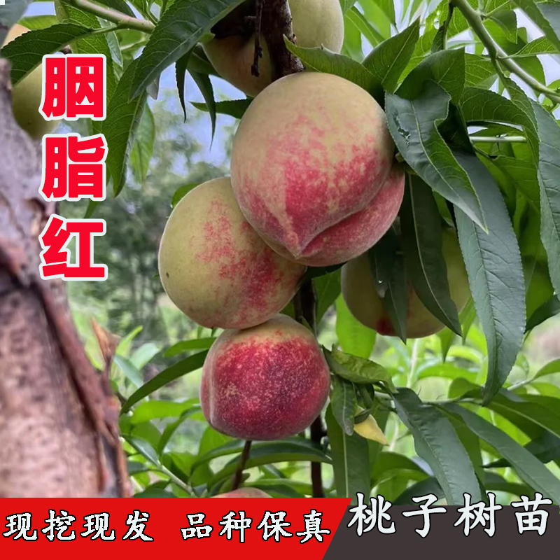 血桃树苗嫁接胭脂红血桃早熟红肉离核桃苗盆栽地栽 3年苗买一送一