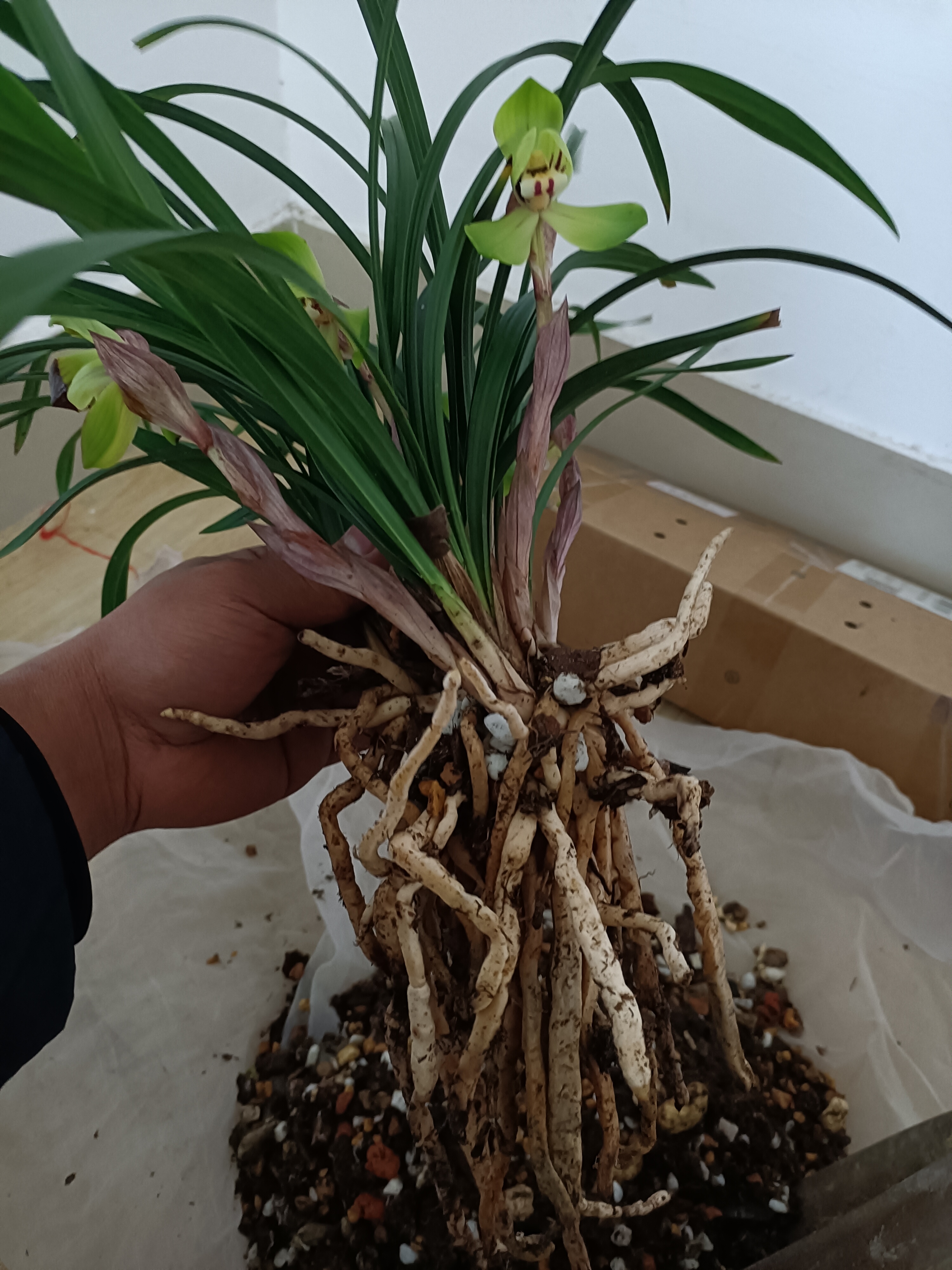 春兰红香妃浓香蕙兰苗室内好养盆栽花卉绿植易养带花苞