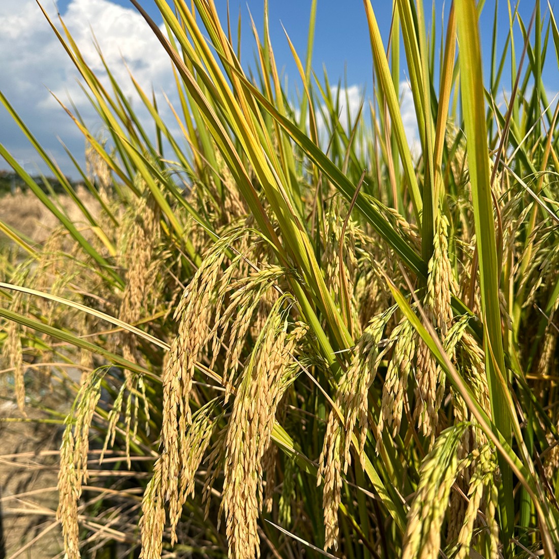 【新米】2025贵州兴义长粒香（野香优）香米颗粒饱满香甜可口农家大米