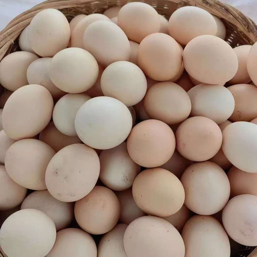 农村果园散养新鲜土鸡蛋谷物喂养营养健康现拣现发