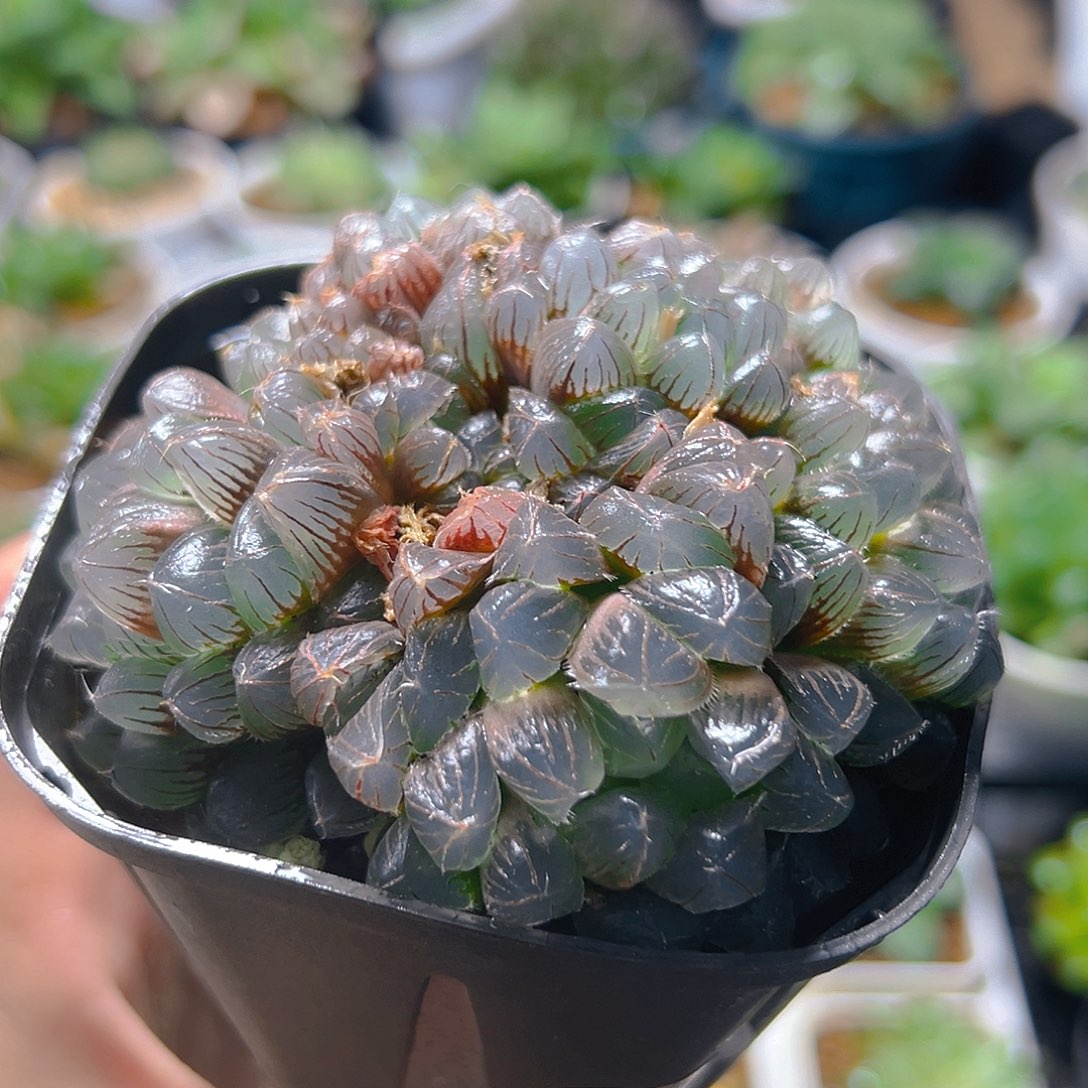 5282玉露多肉植物一颗