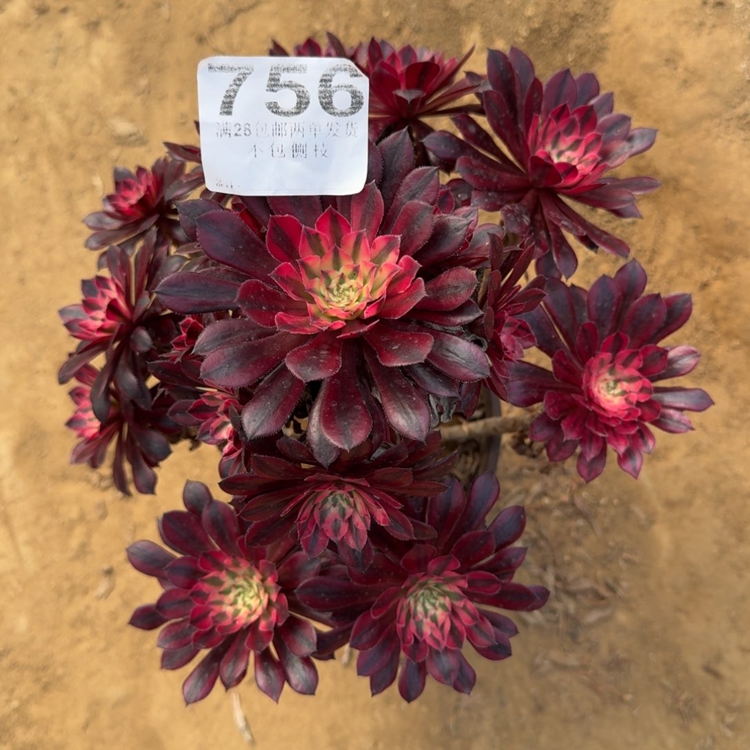 756号黑桐超白福利不包损