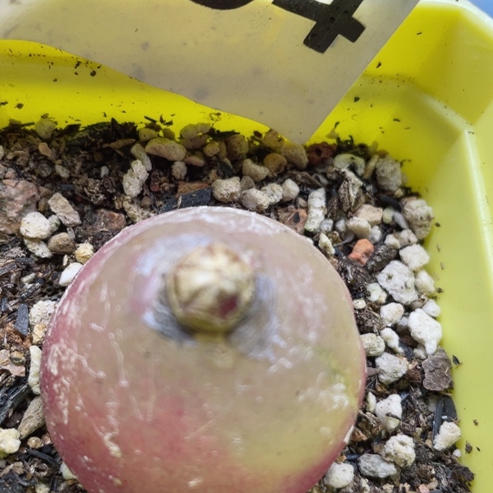 494母本红灯泡3.5cm带盆