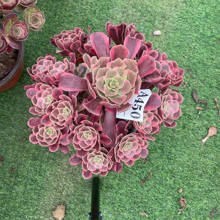 450号精品法师凤冠