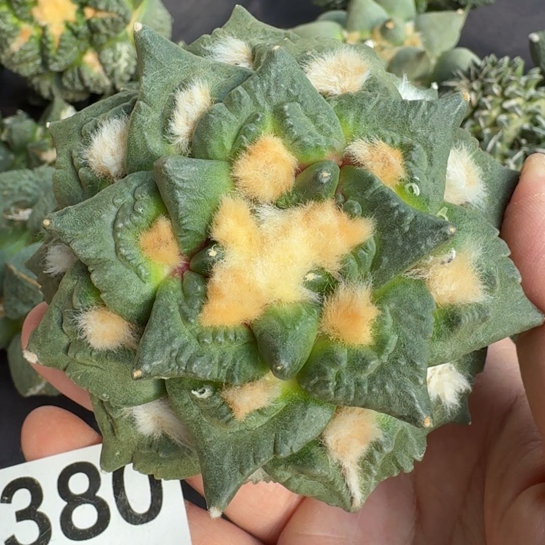 【闪购商品】苗接龙角龟甲380