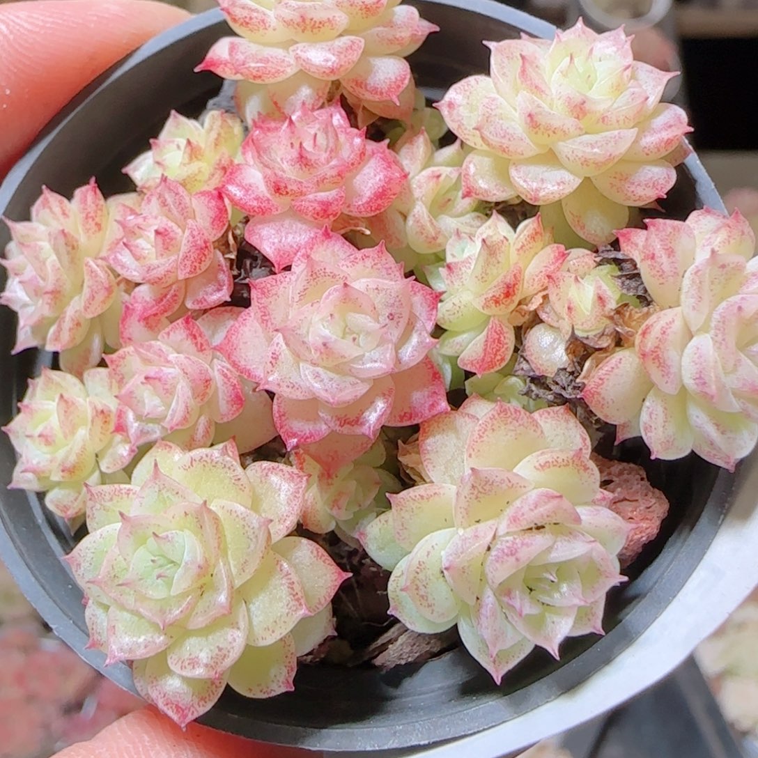 花语多肉1214-341散女王