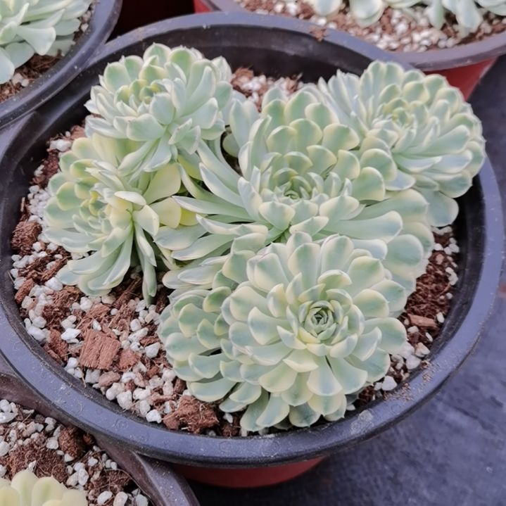梦幻玫瑰白覆轮锦没长根