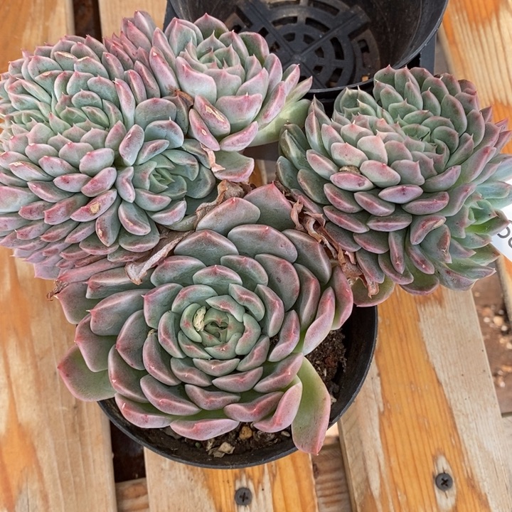 简***爱1685杂交老桩基地～16厘米