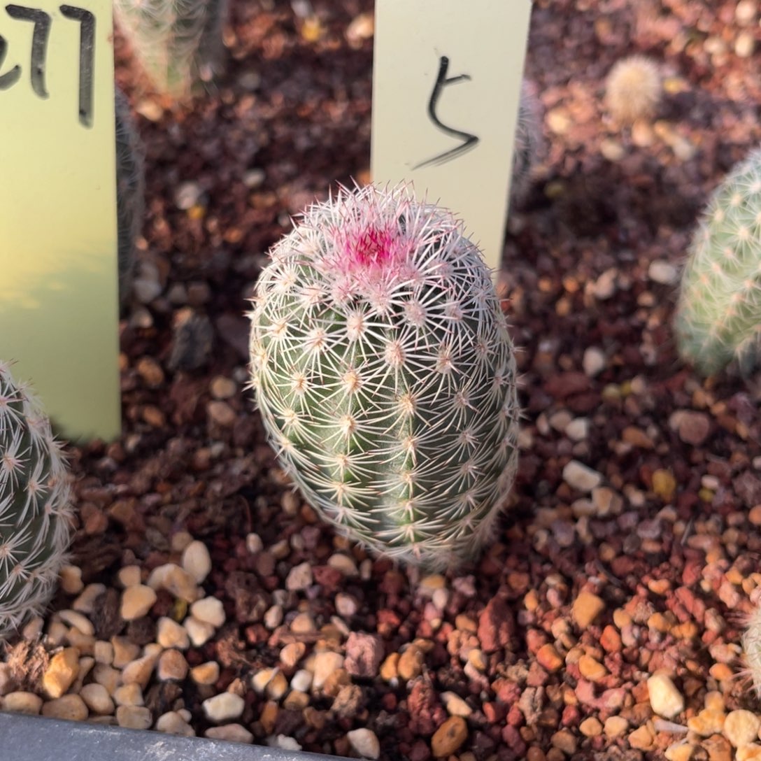 5白花三光鹿角柱属仙人球