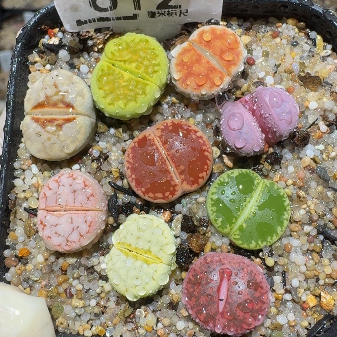 zzzz精品生石花612