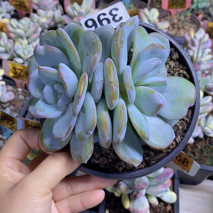 喝***鱼369号奶茶一颗11111